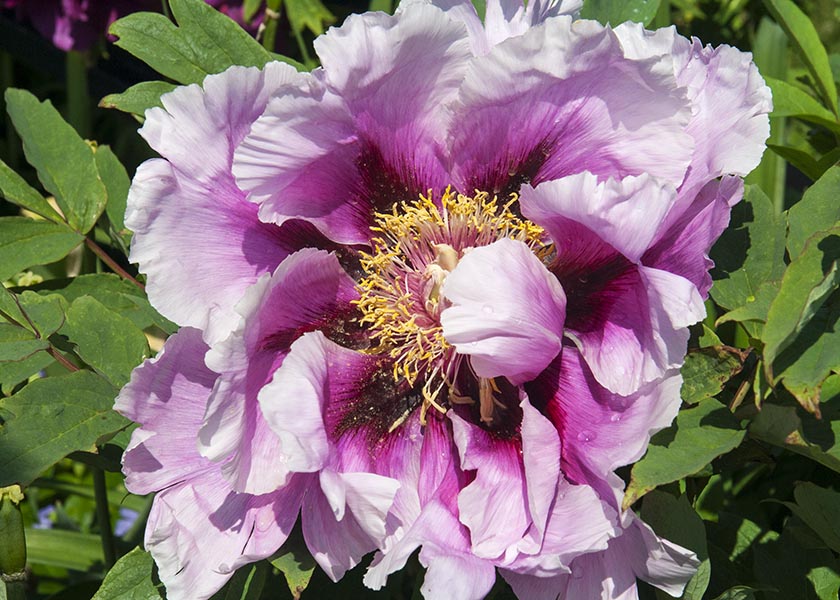 Purple Peony